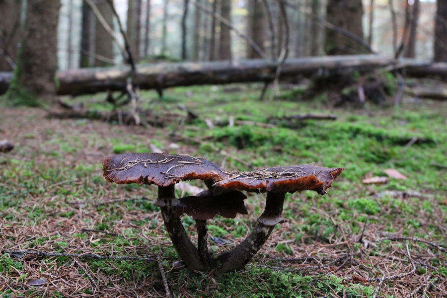Altes Pilztrio im Wald