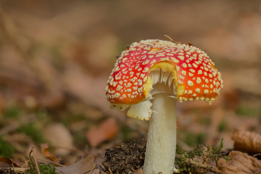 Fliegenpilz
