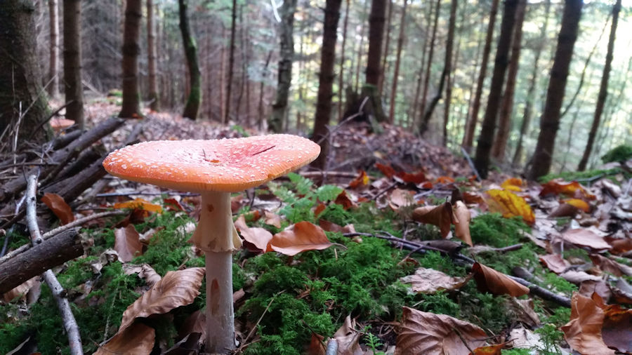 Fliegenpilz