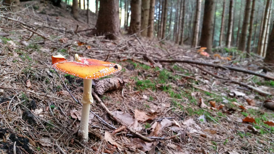 Fliegenpilz