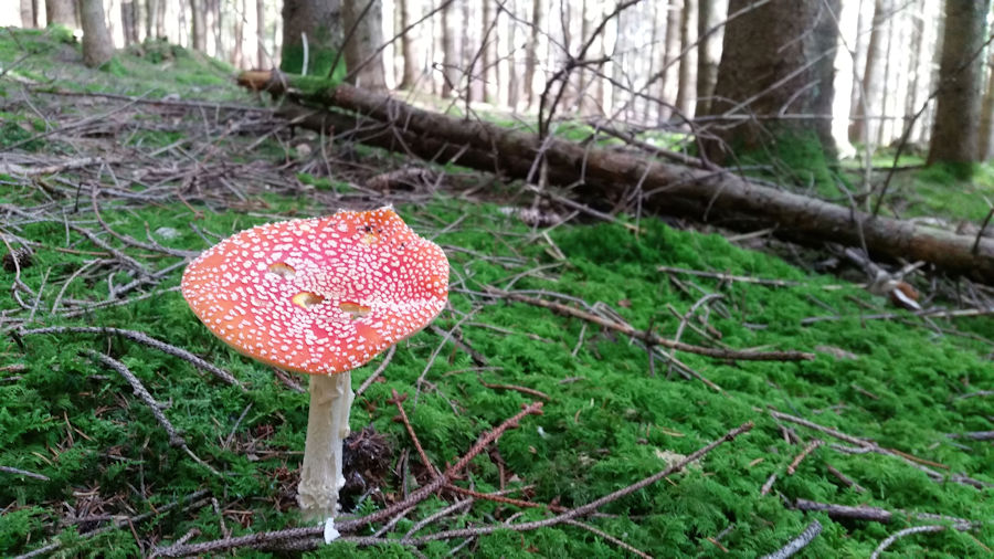 Fliegenpilz