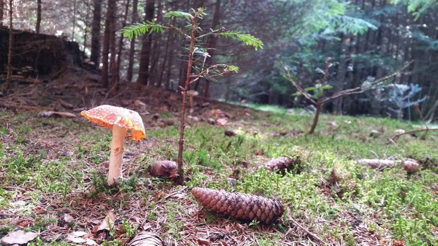 Fliegenpilz