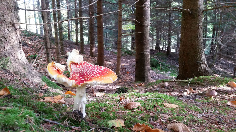 Fliegenpilz