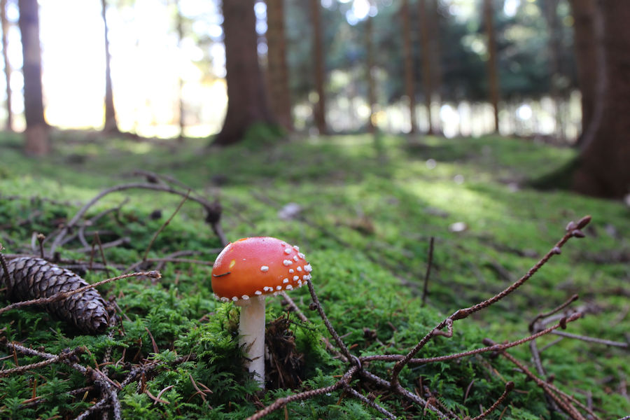 Fliegenpilz
