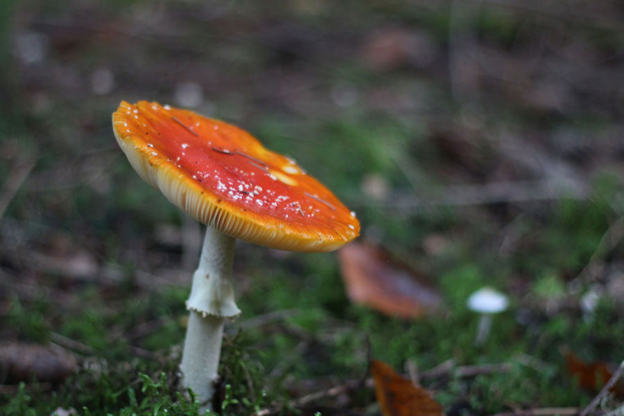 Fliegenpilz