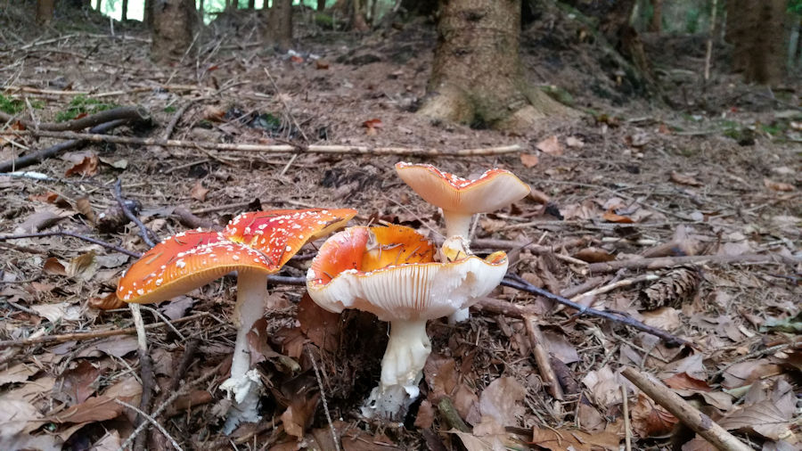 Fliegenpilze