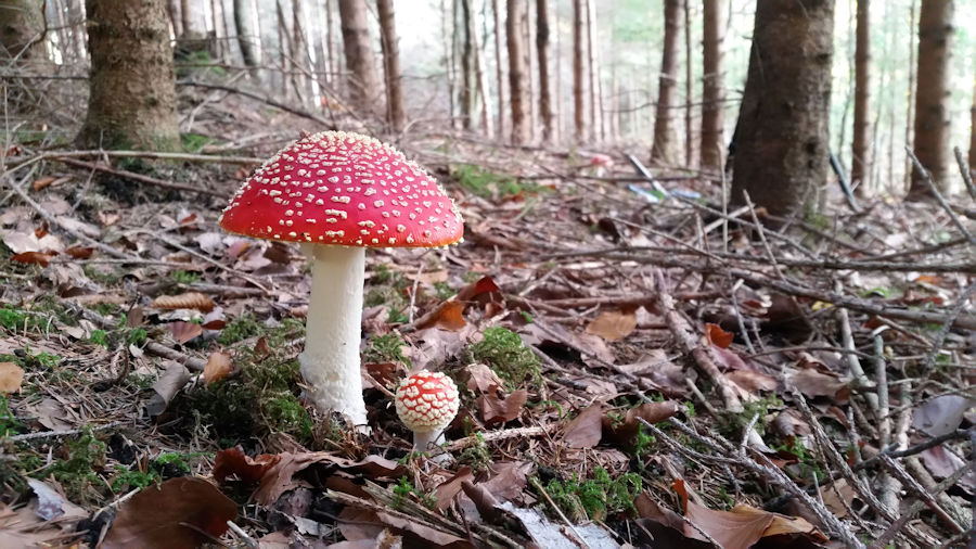 Fliegenpilze