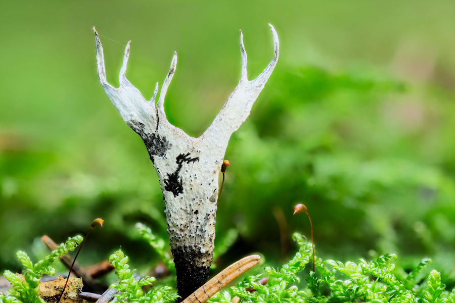 Geweihförmige Holzkeule im Moos