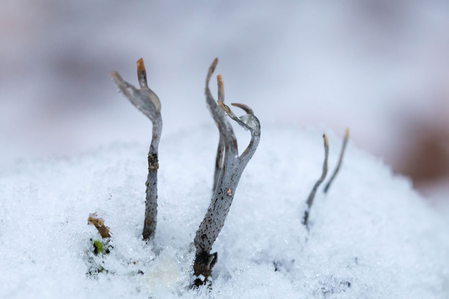Geweihförmige Holzkeulen im Schnee