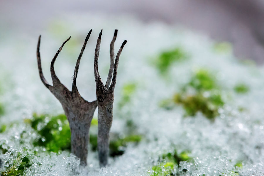 Geweihförmige Holzkeulen im Schnee
