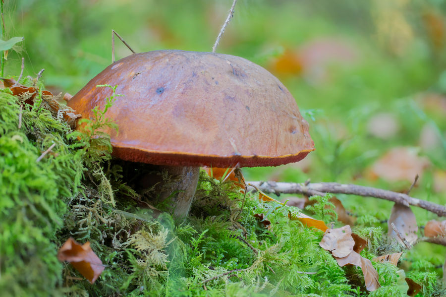 Grosser Pilz