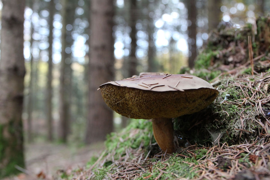 Grosser Pilz im Wald