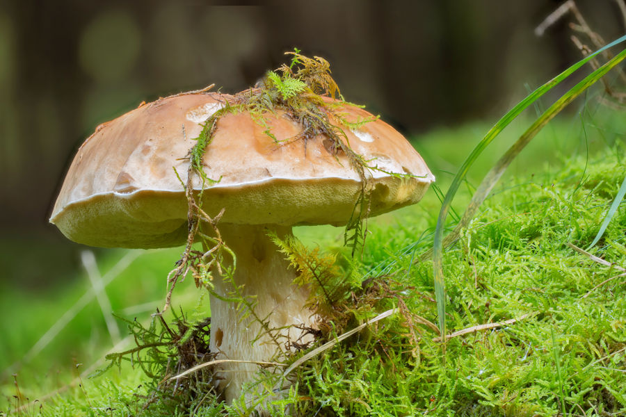 Grosser Steinpilz