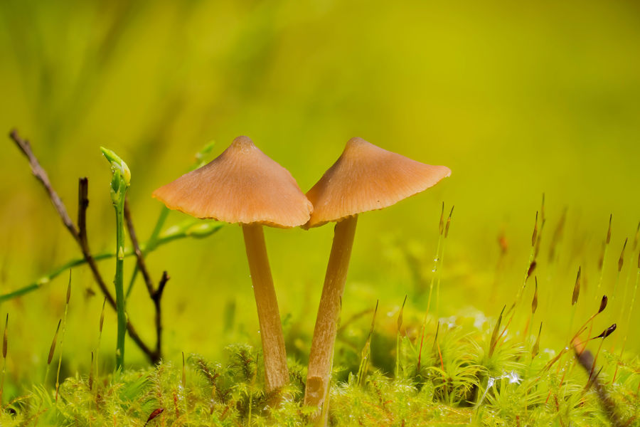 Kleine Pilze