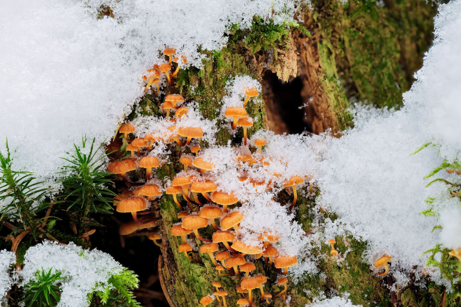 Kleine Pilze an einem Baumstumpf im Winter