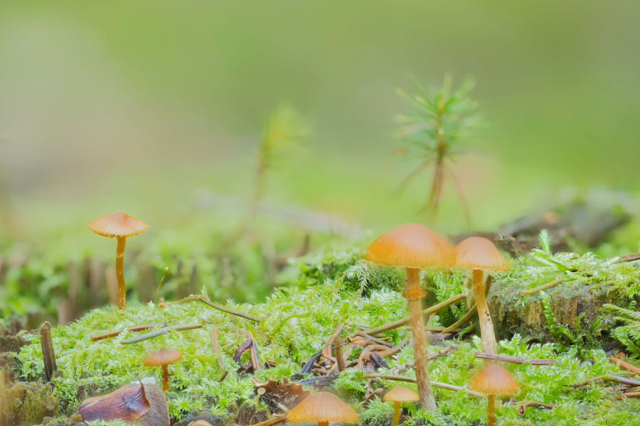 Kleine Pilze im Moos