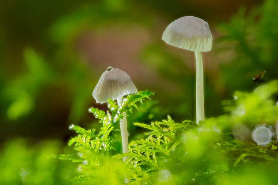 Kleine Pilze im Moos
