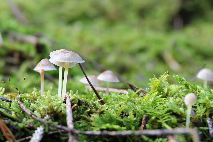 Kleine Pilze im Moos