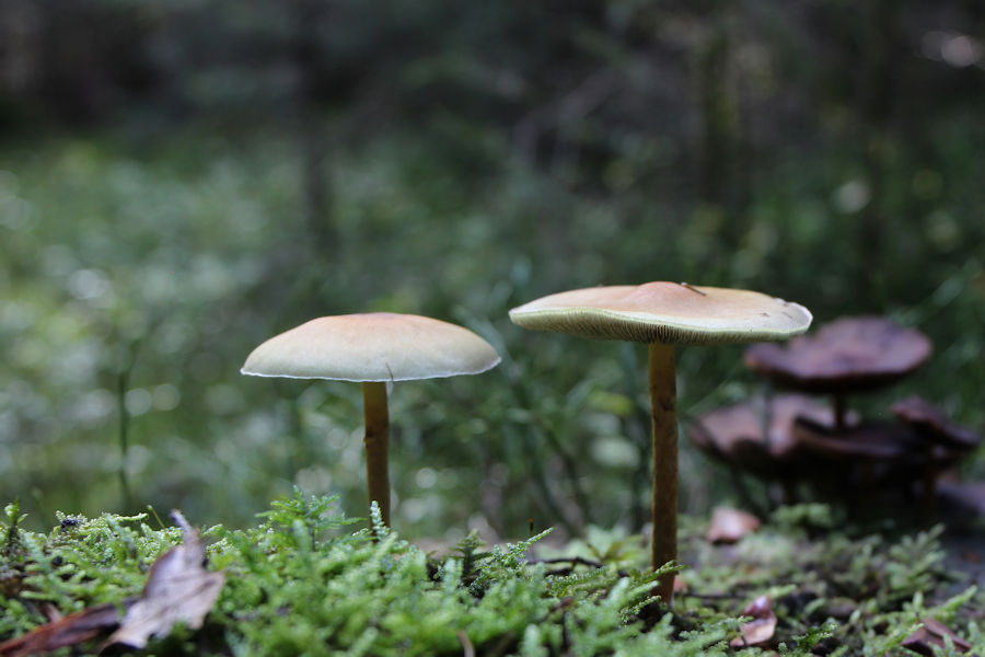 Kleine Pilze im Wald