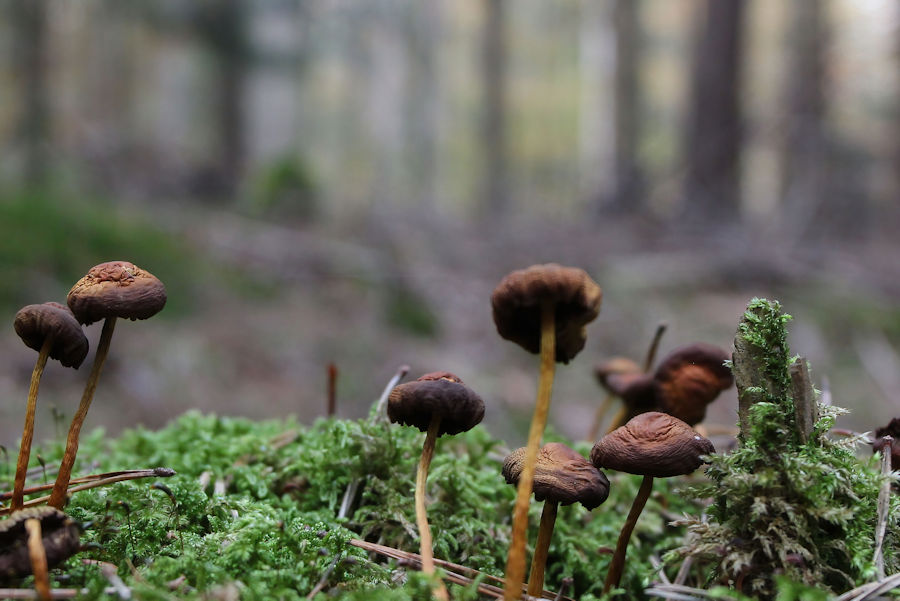 Kleine Pilze im Wald