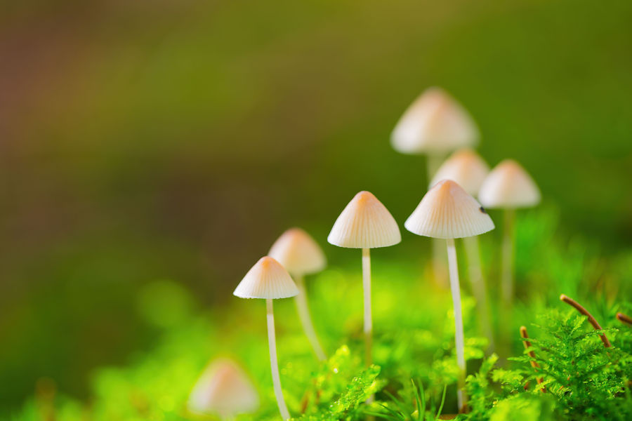 Kleine Schirmlinge im Wald