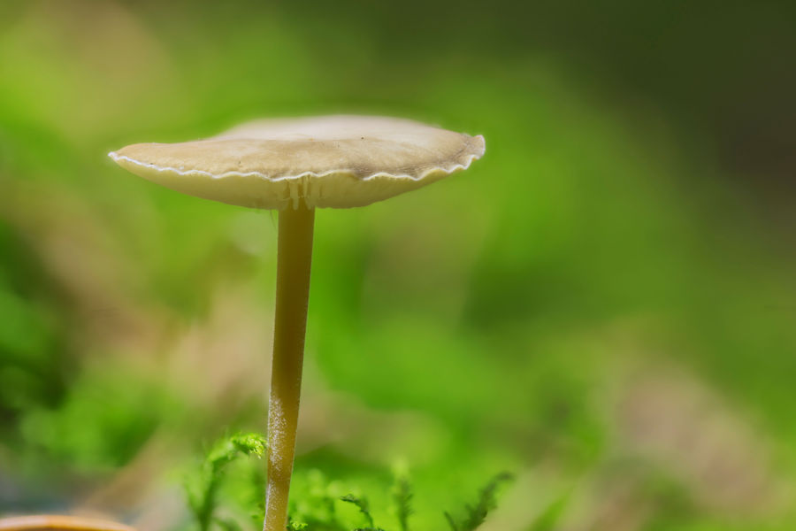 Kleiner Pilz