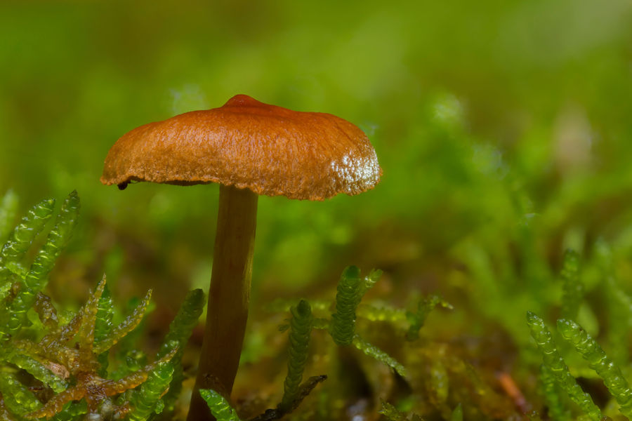Kleiner Pilz