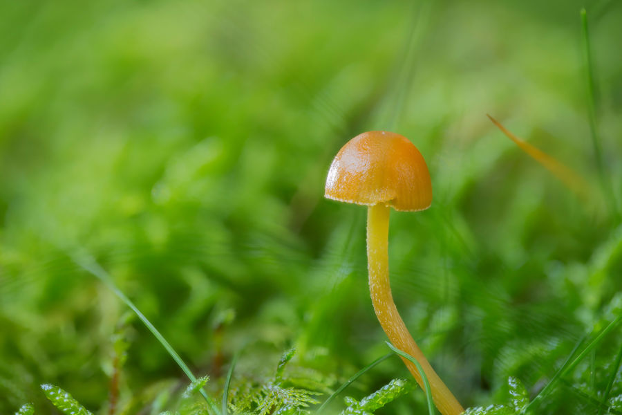 Kleiner Pilz im Moos