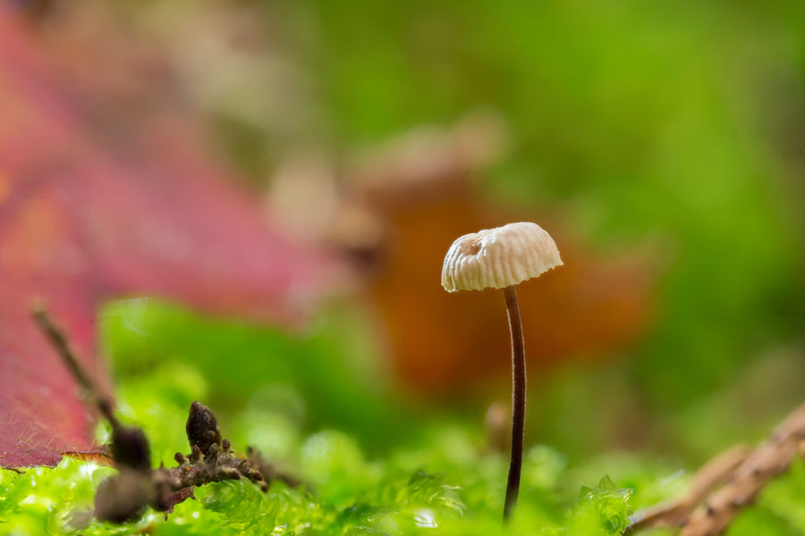 Kleiner Pilz im Moos