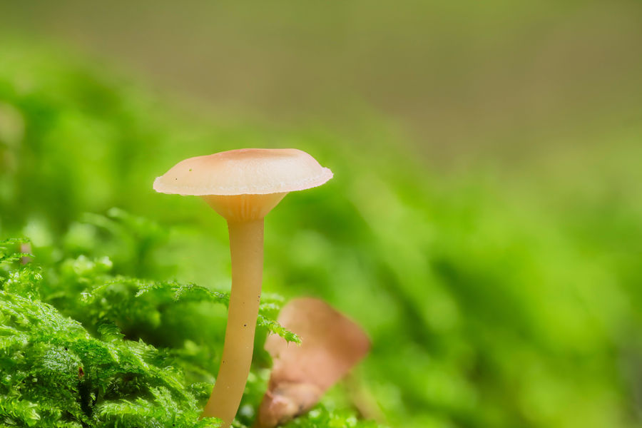 Kleiner Pilz im Moos