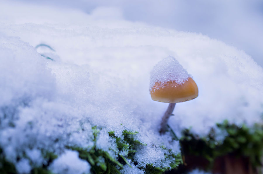 Kleiner Pilz im Schnee
