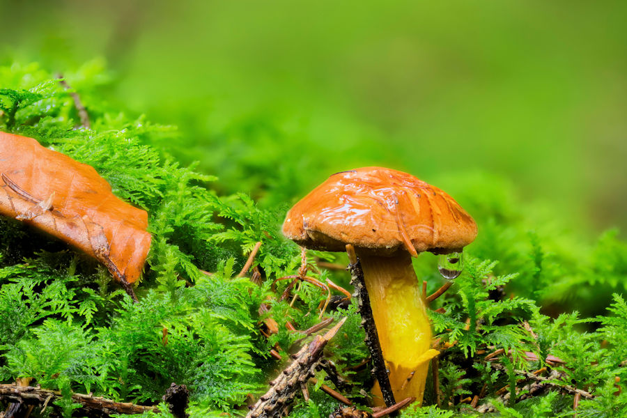 Kleiner Pilz im Wald