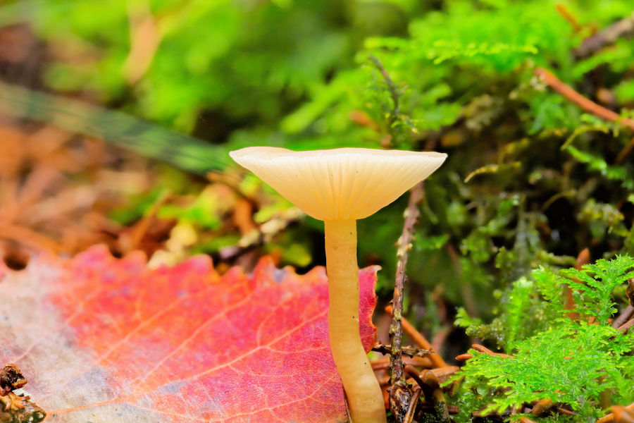 Kleiner Pilz im Wald