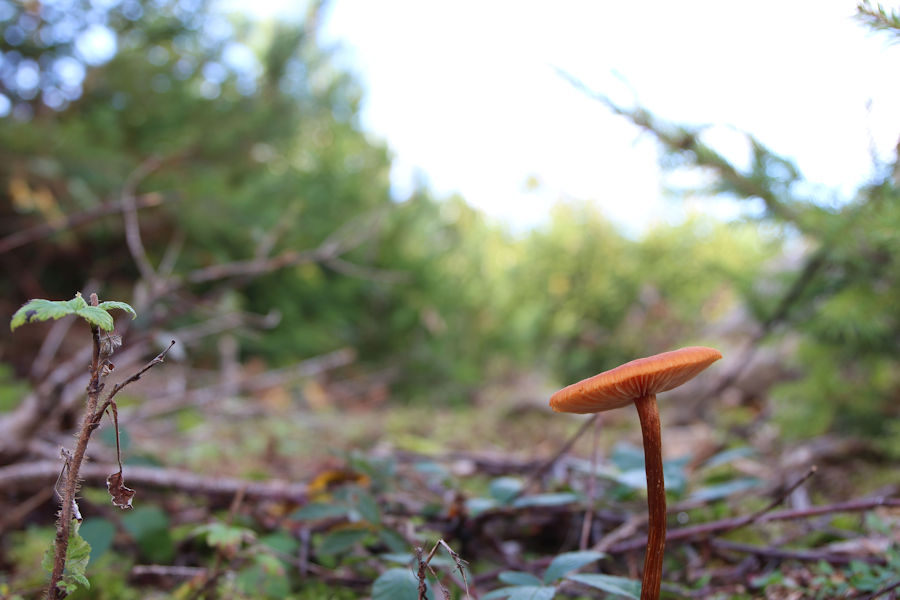 Kleiner Pilz im Wald