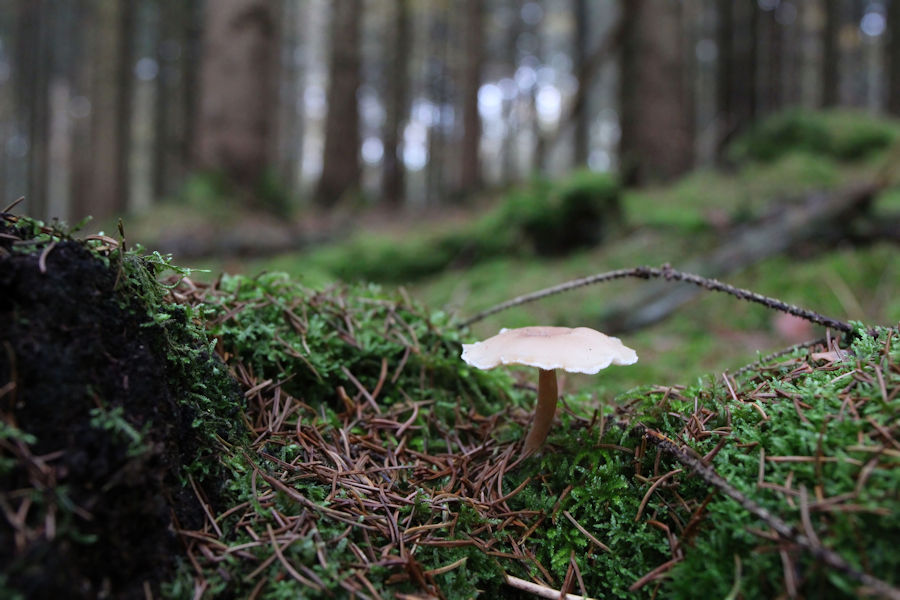 Kleiner Pilz im Wald