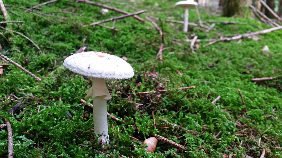 Knollenblätterpilz