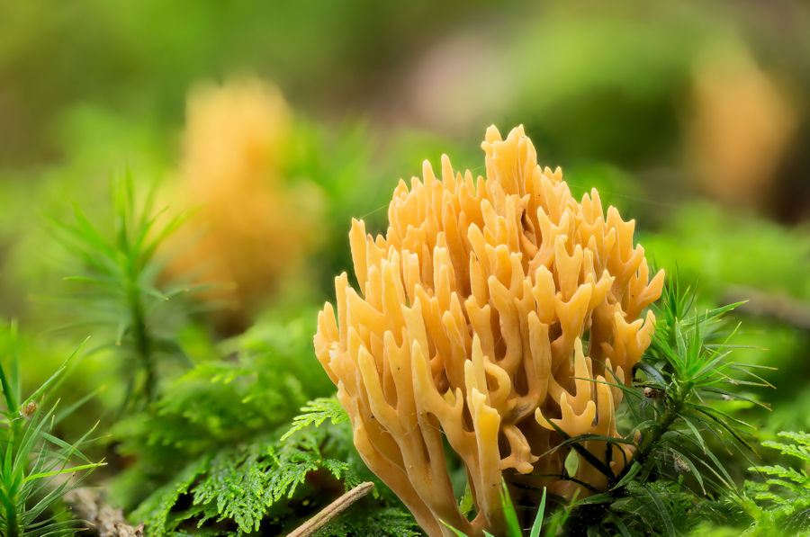 Korallenpilz
