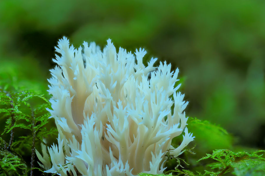 Korallenpilz