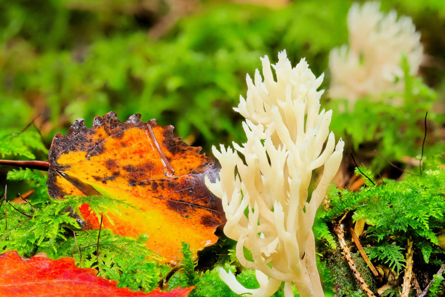 Korallenpilz