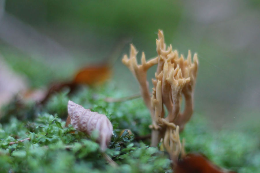 Korallenpilz