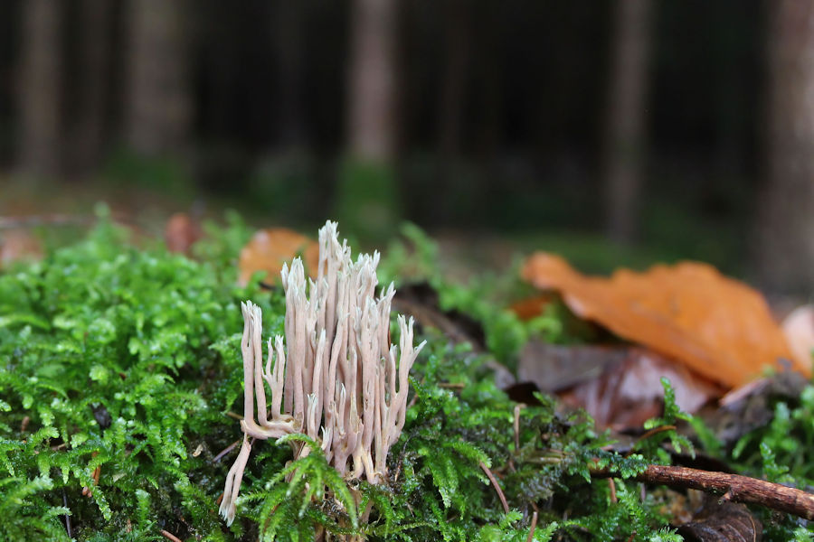 Korallenpilze im Wald