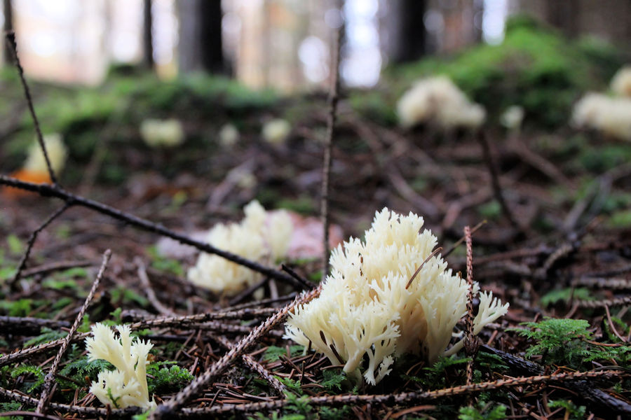 Korallenpilze im Wald