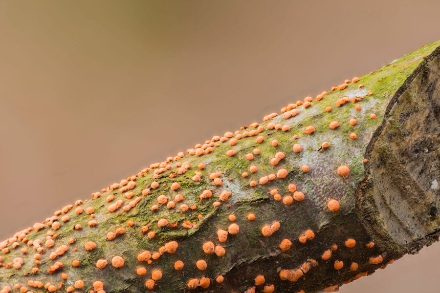 Orangeroter Pustelpilz