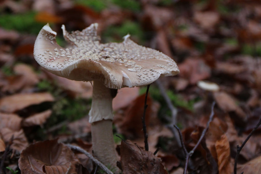 Pantherpilz