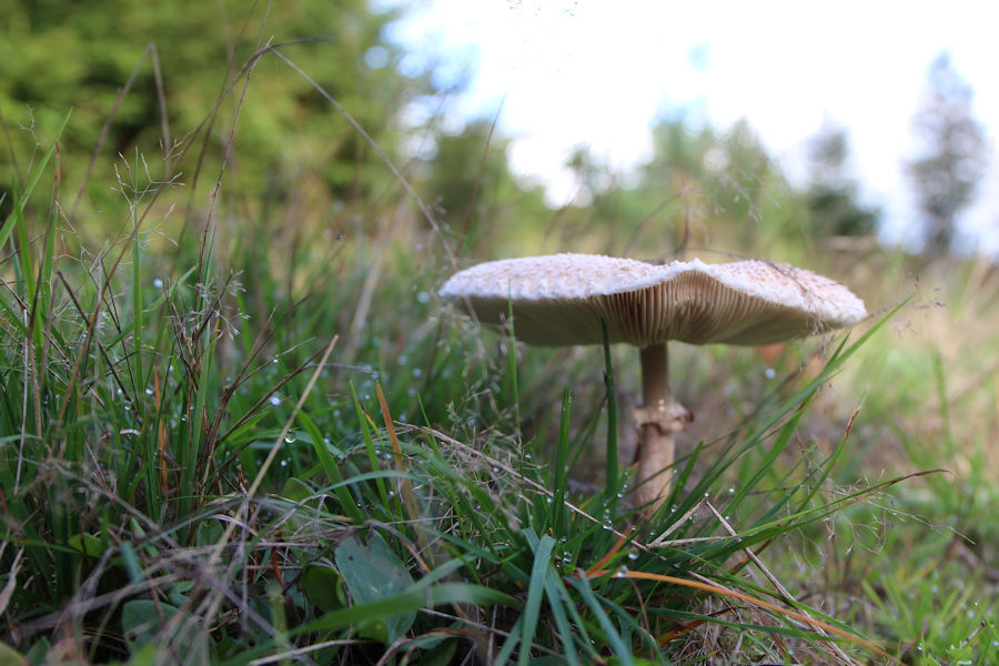 Parasolpilz