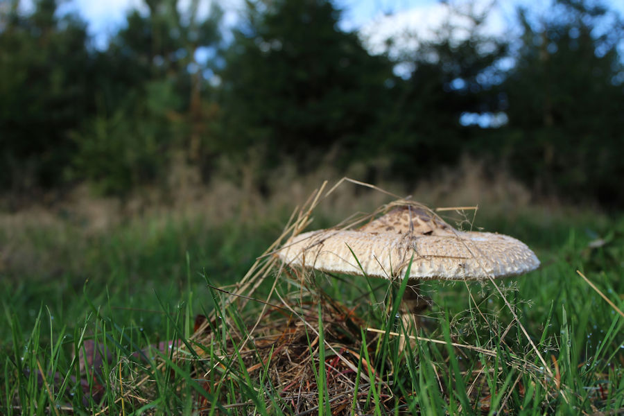 Parasolpilz