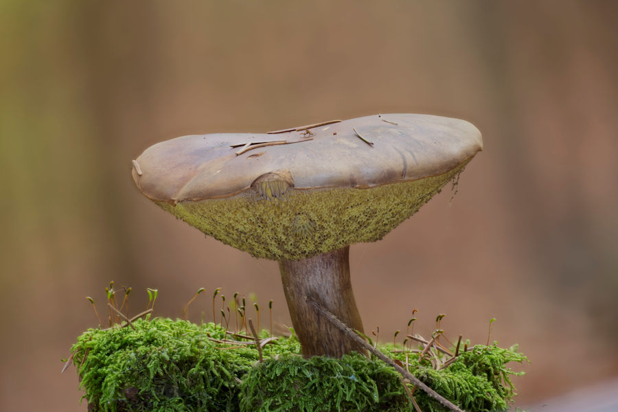 Pilz