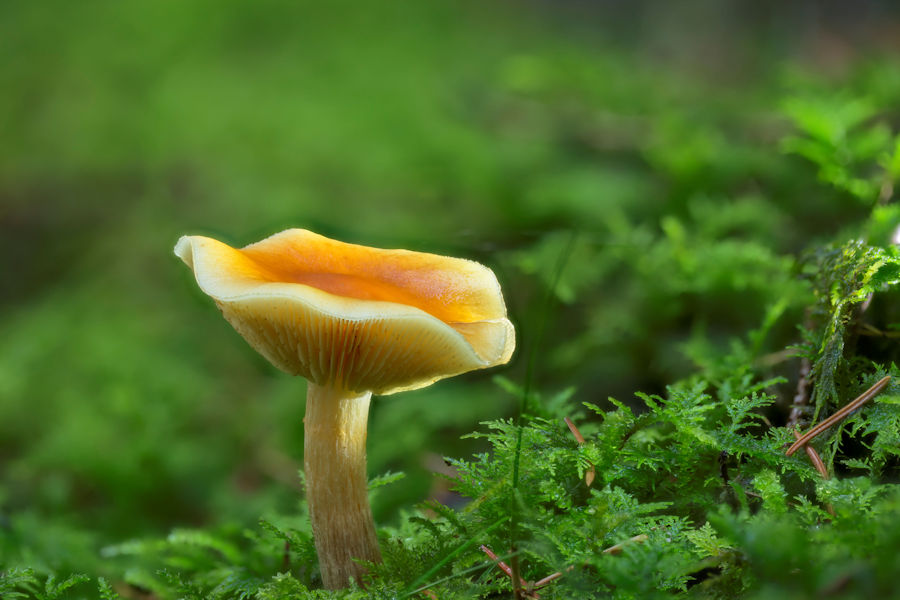 Pilz