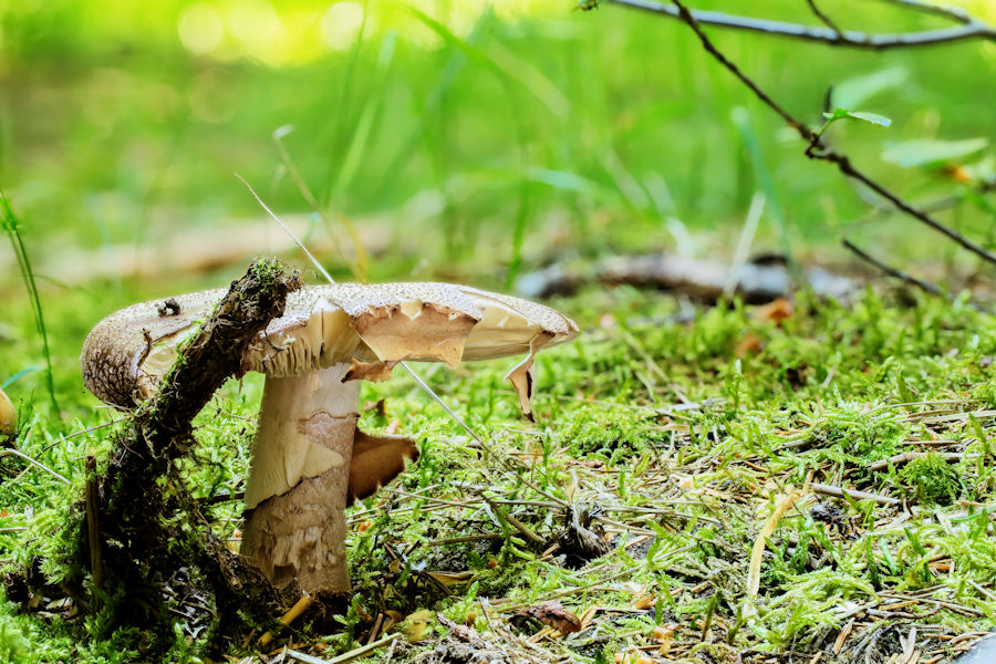 Pilz