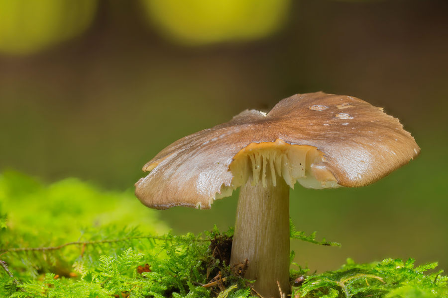 Pilz